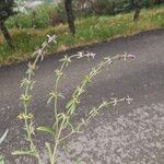 Sideritis montana Fula