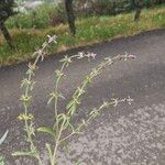 Sideritis montana Flower