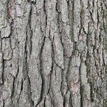 Quercus petraea Écorce