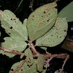 Quararibea bracteolosa Hoja