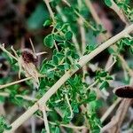 Adenocarpus telonensis 葉