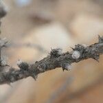 Sesamothamnus guerichii Bark