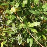 Salix cinerea ഇല