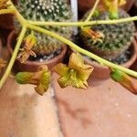 Tylecodon paniculatus Flor