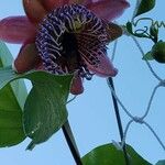 Passiflora alata Blomma