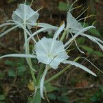 Hymenocallis occidentalis Blomst