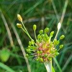 Allium oleraceum花