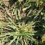 Plantago weldenii Leaf