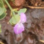 Dicliptera napierae Flower
