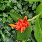 Costus curvibracteatus Flower