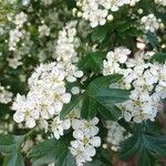 Crataegus azarolus Blatt