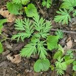 Dicentra cucullaria Ліст