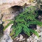 Asplenium trichomanesFolha