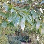 Cocculus laurifolius Leaf