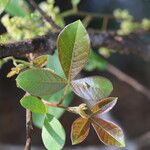 Searsia longipes Leaf