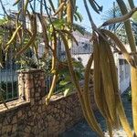 Handroanthus ochraceus Fruit