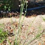 Asphodelus tenuifolius Habit