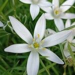 Ornithogalum divergensFlower