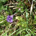 Pinguicula grandiflora Hábitos