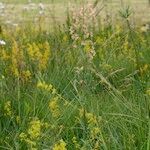 Thalictrum simplex Celota