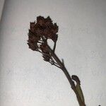 Hypericum hirsutum Mbuma