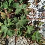 Alchemilla fissa Blad