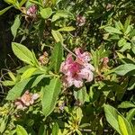 Rhododendron roseum Floro
