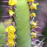 Euphorbia inarticulata Flors