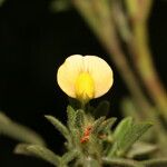 Stylosanthes viscosa Flower