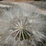 Podospermum laciniatum Fruit