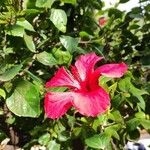 Hibiscus rosa-sinensis Lorea