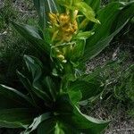 Gentiana luteaFlower