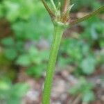 Geranium nodosumCorteza