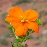 Balbisia miniata Flower