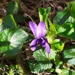 Viola odorata Plante entière