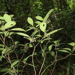 Miconia laxivenula List