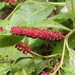 Phytolacca japonica Flor