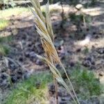 Festuca gautieri Fruit