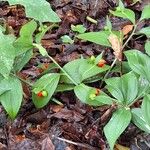 Ruscus hypoglossum Folio