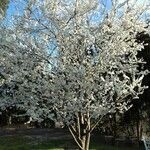 Prunus cerasus Alkat (teljes növény)