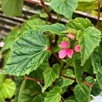 Begonia modestiflora Foglia