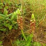 Orchis anthropophora 樹皮
