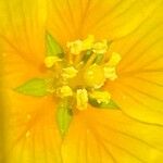 Ludwigia grandiflora Fula