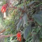 Fuchsia triphylla عادت داشتن