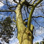 Platanus × hispanica Bark