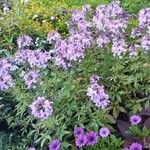 Cleome houtteana Fleur