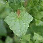 Maurandya barclayana Leaf