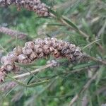 Callistemon viminalis Фрукт