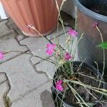 Dianthus deltoides Flower