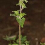 Ageratum conyzoides 形态